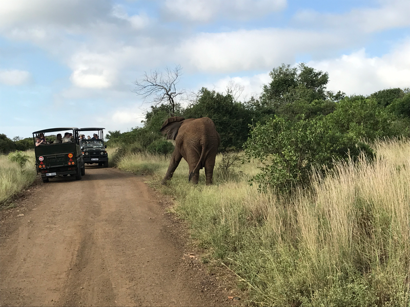 Illustration for article titled Greetings from South Africa - First Safaris